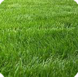 grass-lawn