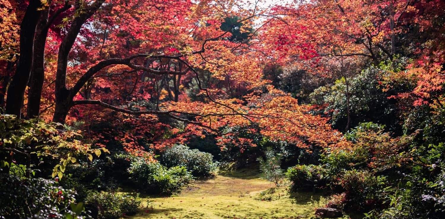 maple tree