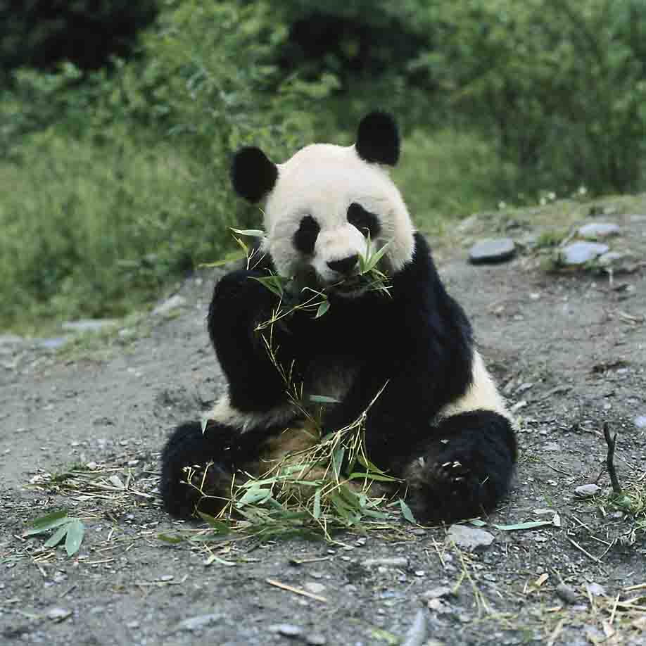 panda-bamboo