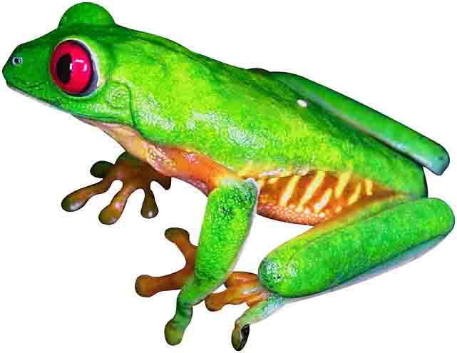 red-eyed-tree-frog